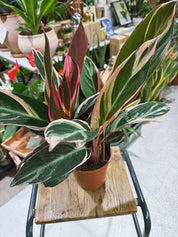 Stromanthe sanguinea 'Triostar' | Calathea 'Triostar'