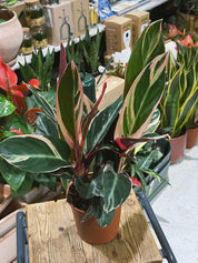 Stromanthe sanguinea 'Triostar' | Calathea 'Triostar'