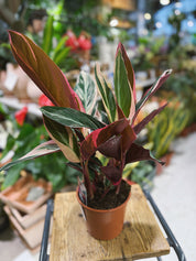 Stromanthe sanguinea 'Triostar' | Calathea 'Triostar'