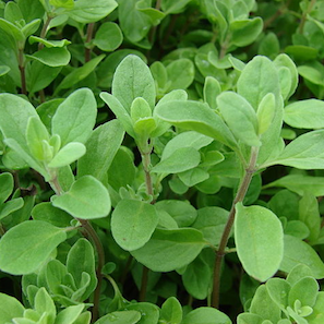 Herb Mix Seed Tin