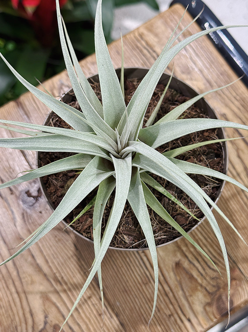 Tillandsia Xerogriphica