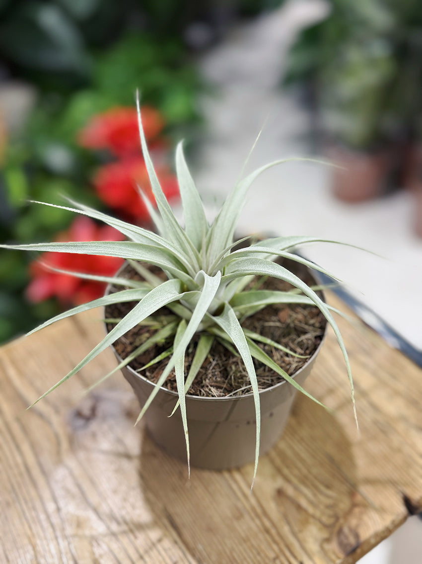 Tillandsia Xerogriphica