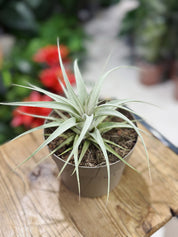 Tillandsia Xerogriphica