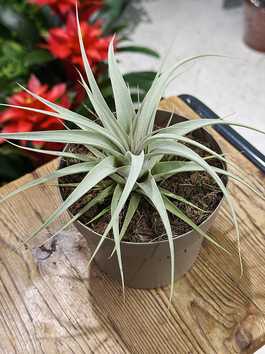 Tillandsia Xerogriphica