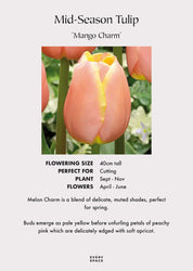Tulip Bulbs | Mid Season Mango Charm