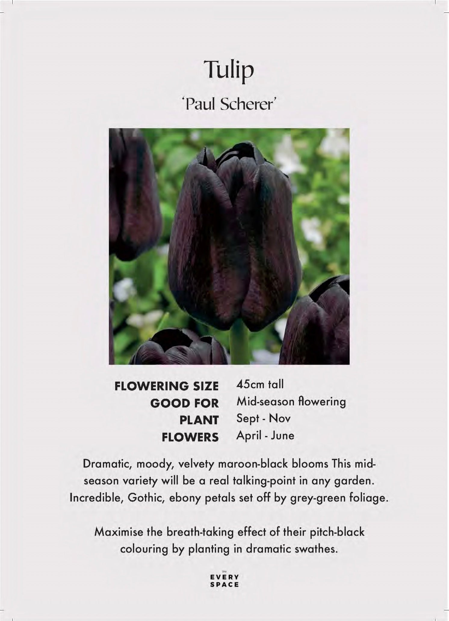 Tulip Bulbs | ‘Paul Scherer’
