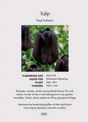 Tulip Bulbs | ‘Paul Scherer’