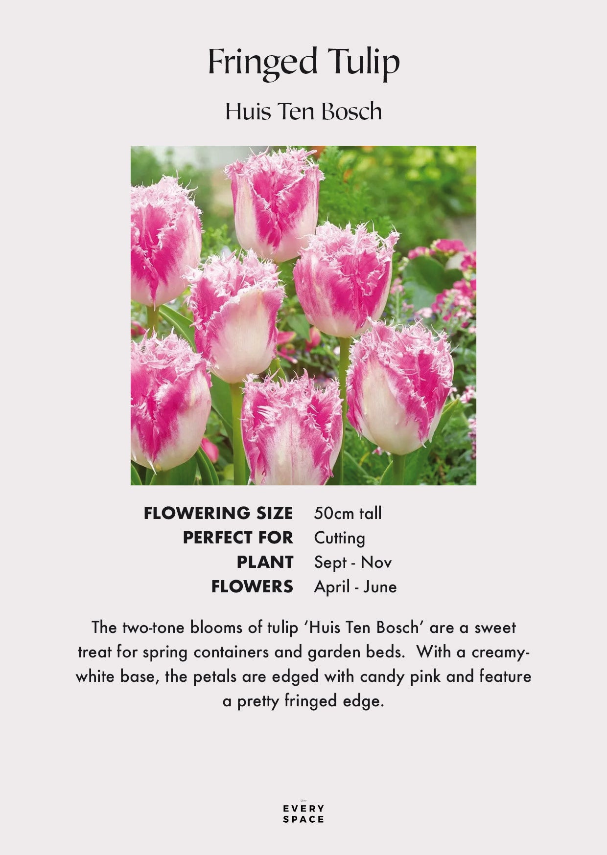 Tulip Bulbs | Fringed 'Huis Ten Bosch'