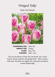 Tulip Bulbs | Fringed 'Huis Ten Bosch'