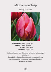 Tulip Bulbs | Mid Season 'Pretty Princess'