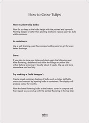 Tulip Bulbs | Paeony Flowering Tulip 'Mount Tacoma'