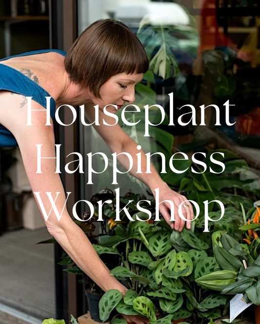 Houseplant Happiness Workshop Thursday 25th June 2024