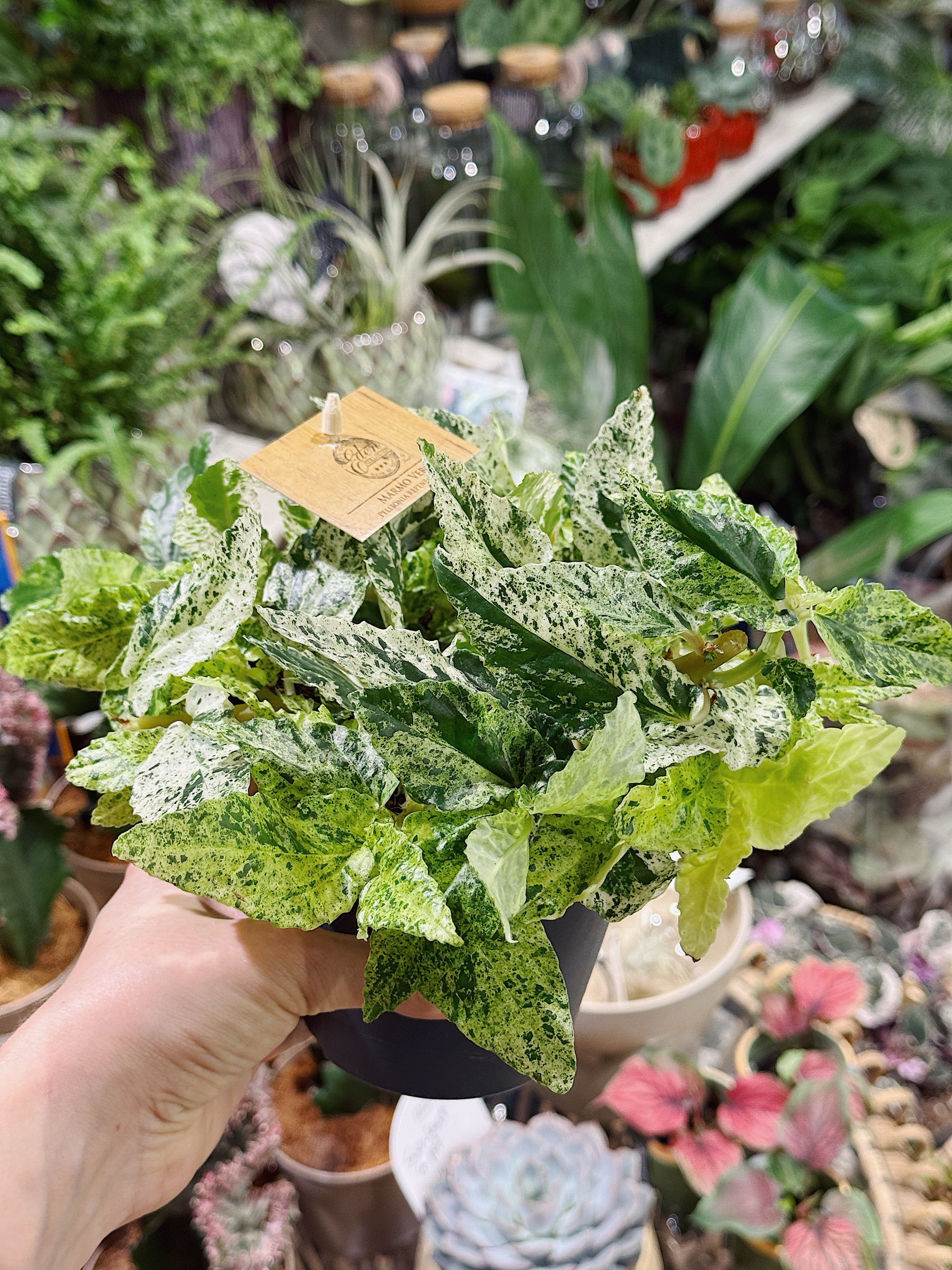 Watermelon Pellionia | Pellionia repens variegata