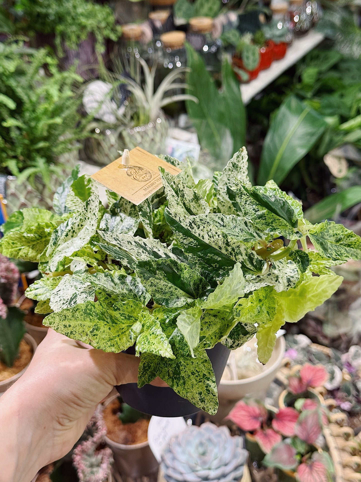 Watermelon Pellionia | Pellionia repens variegata