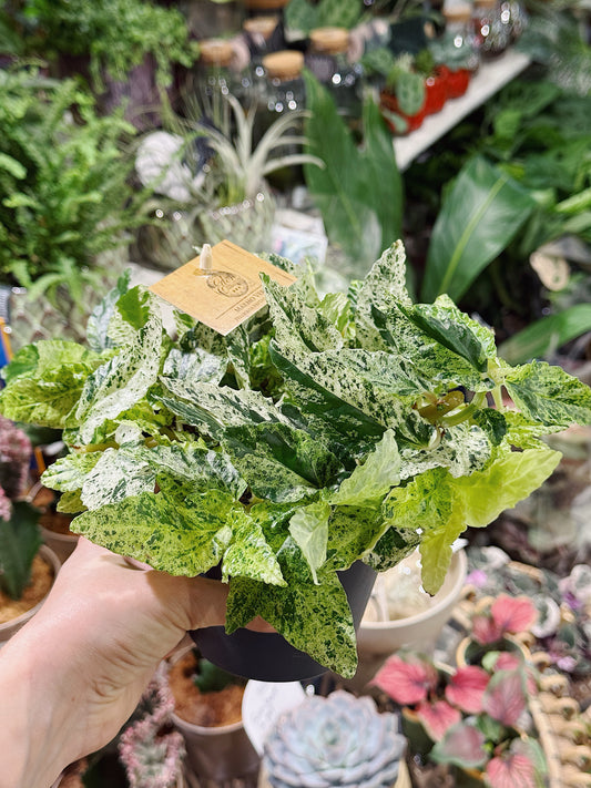 Watermelon Pellionia | Pellionia repens variegata