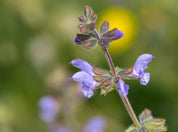 Wild Clary Salvia Verbenaca 