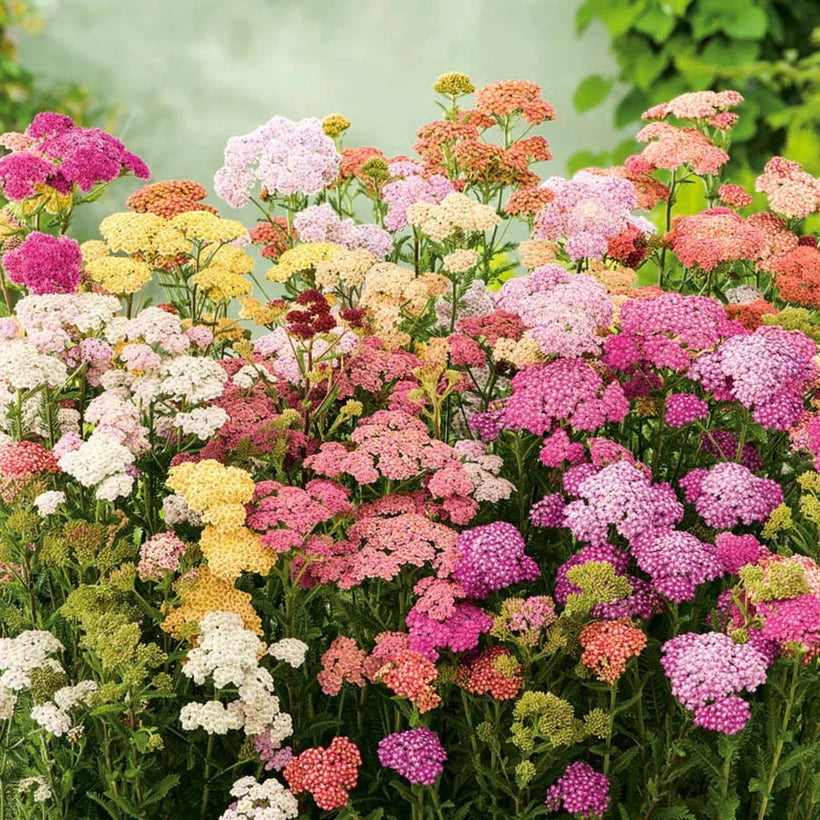 Yarrow Colorado Mix Single Seed Packet by Piccolo