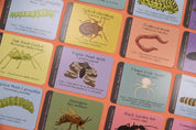Amazing British Bugs ID Cards