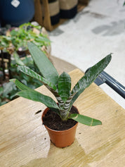 Urn plant | Aechmea fasciata 'Rebecca Forrest'