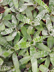 Urn plant | Aechmea fasciata 'Rebecca Forrest'