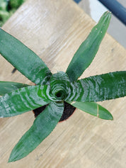 Urn plant | Aechmea fasciata 'Rebecca Forrest'