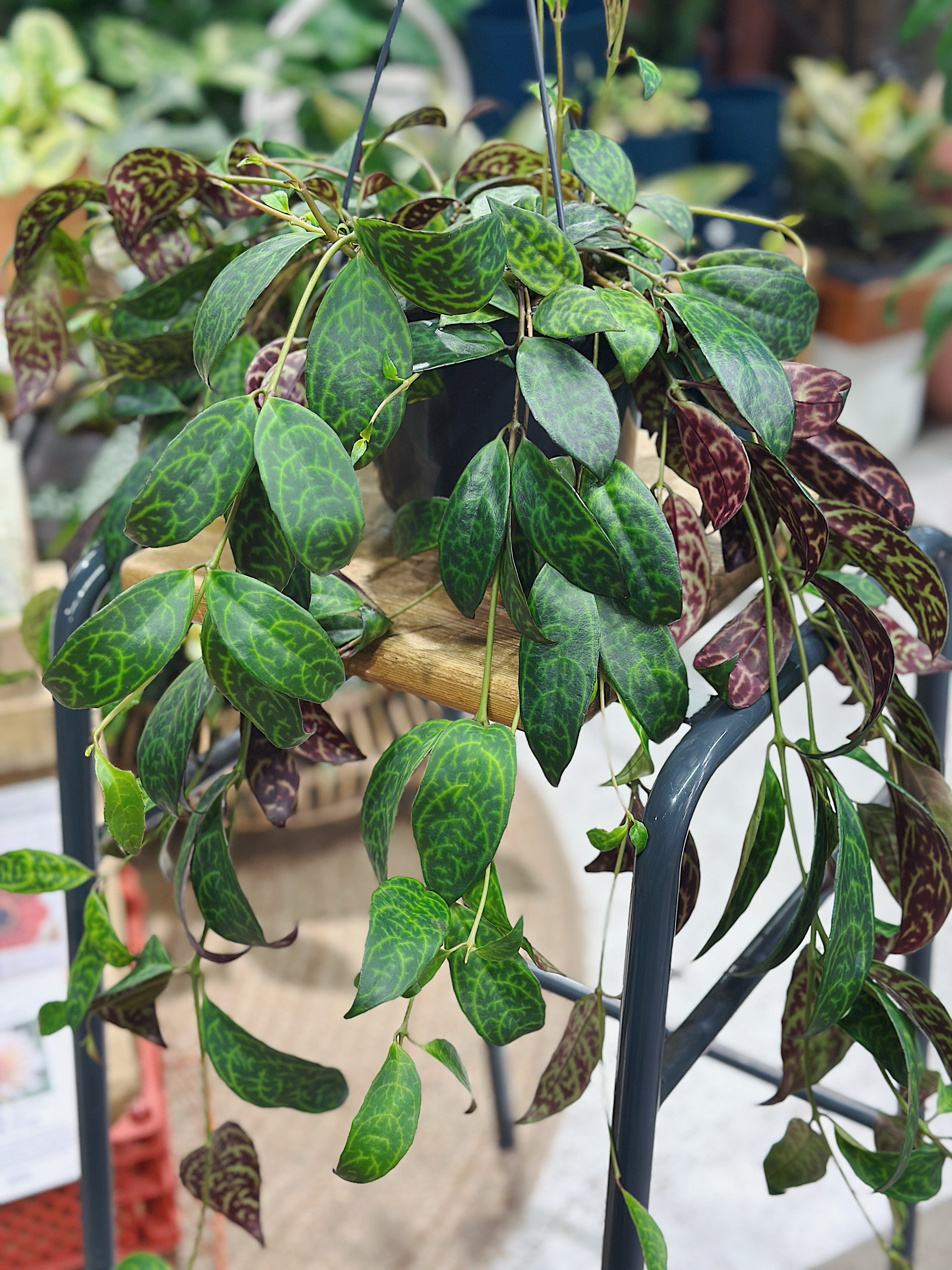 Aeschynanthus Marmoratus Hanging | Zebra Basket Vine
