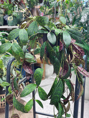 Aeschynanthus Marmoratus Hanging | Zebra Basket Vine