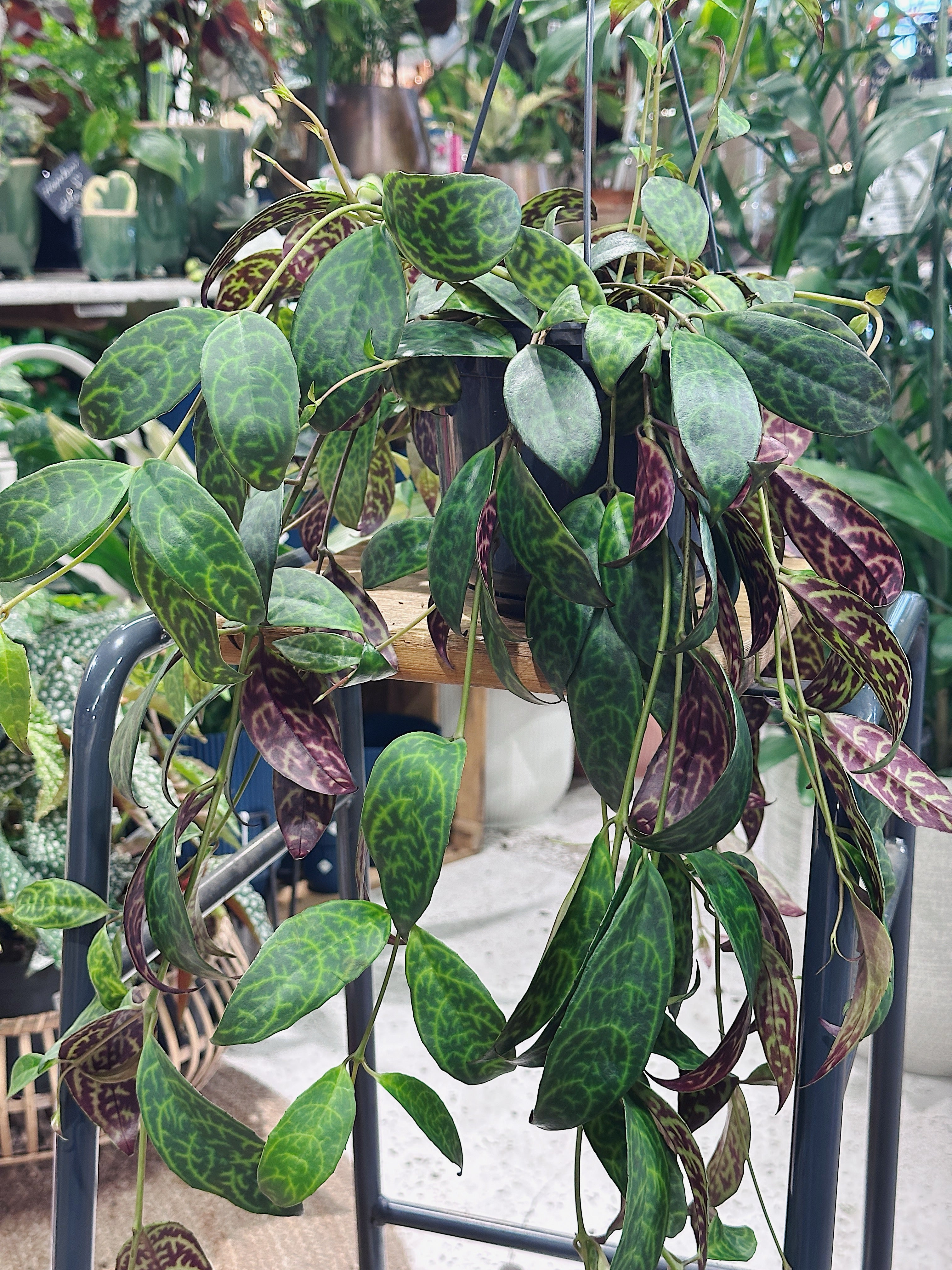 Aeschynanthus Marmoratus Hanging | Zebra Basket Vine