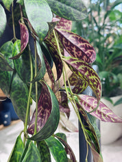 Aeschynanthus Marmoratus Hanging | Zebra Basket Vine