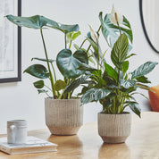 Solento Speckle Planter | Warm Grey