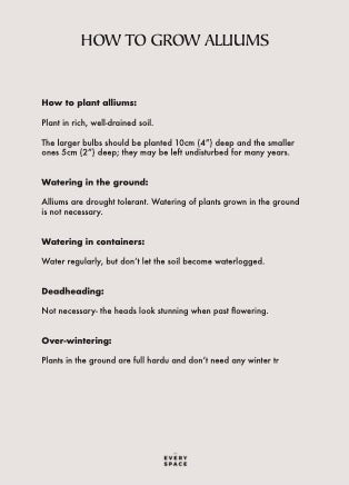 Allium | Giganteum