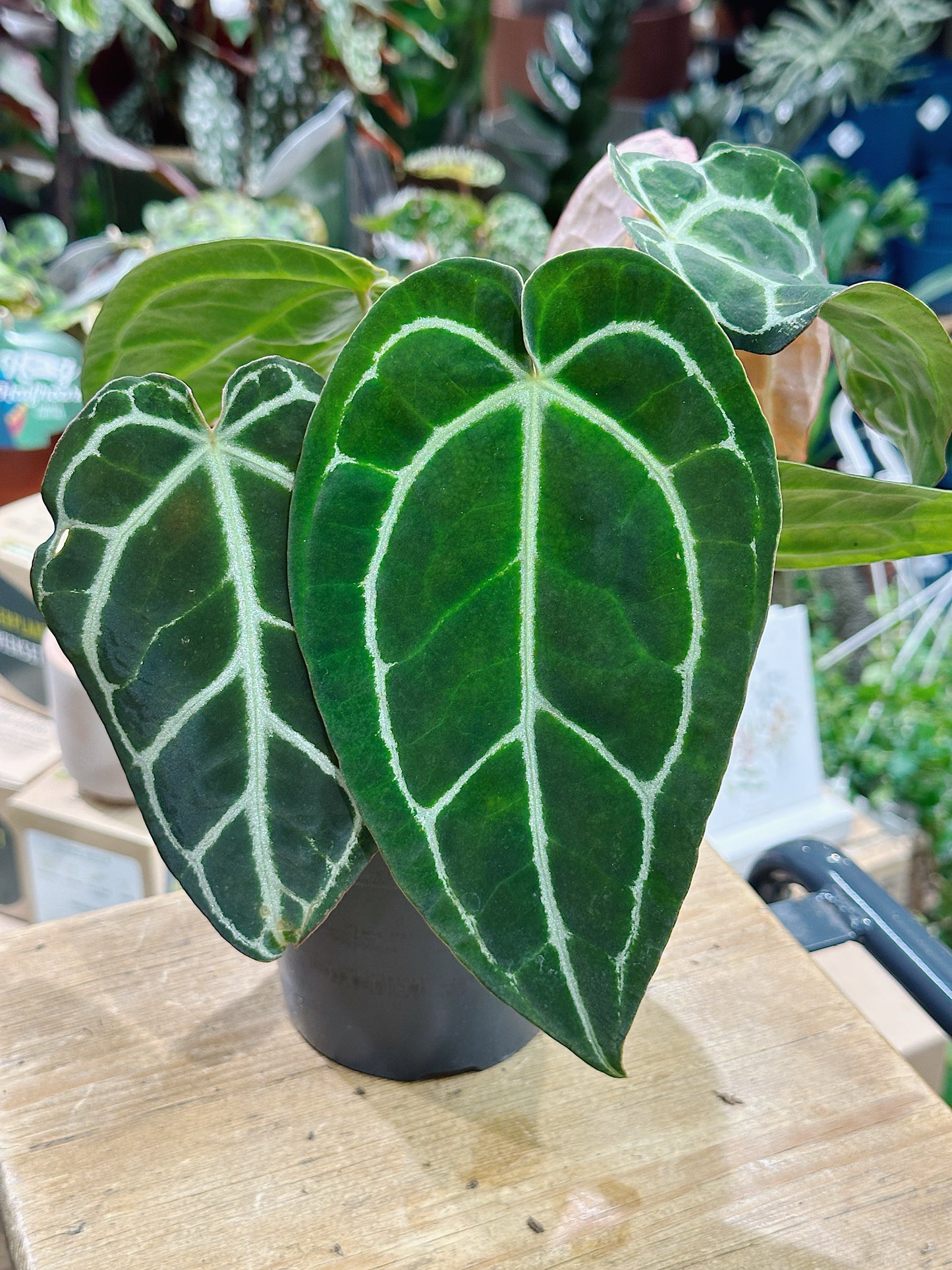 Anthurium Crystallinum | Crystal Anthurium