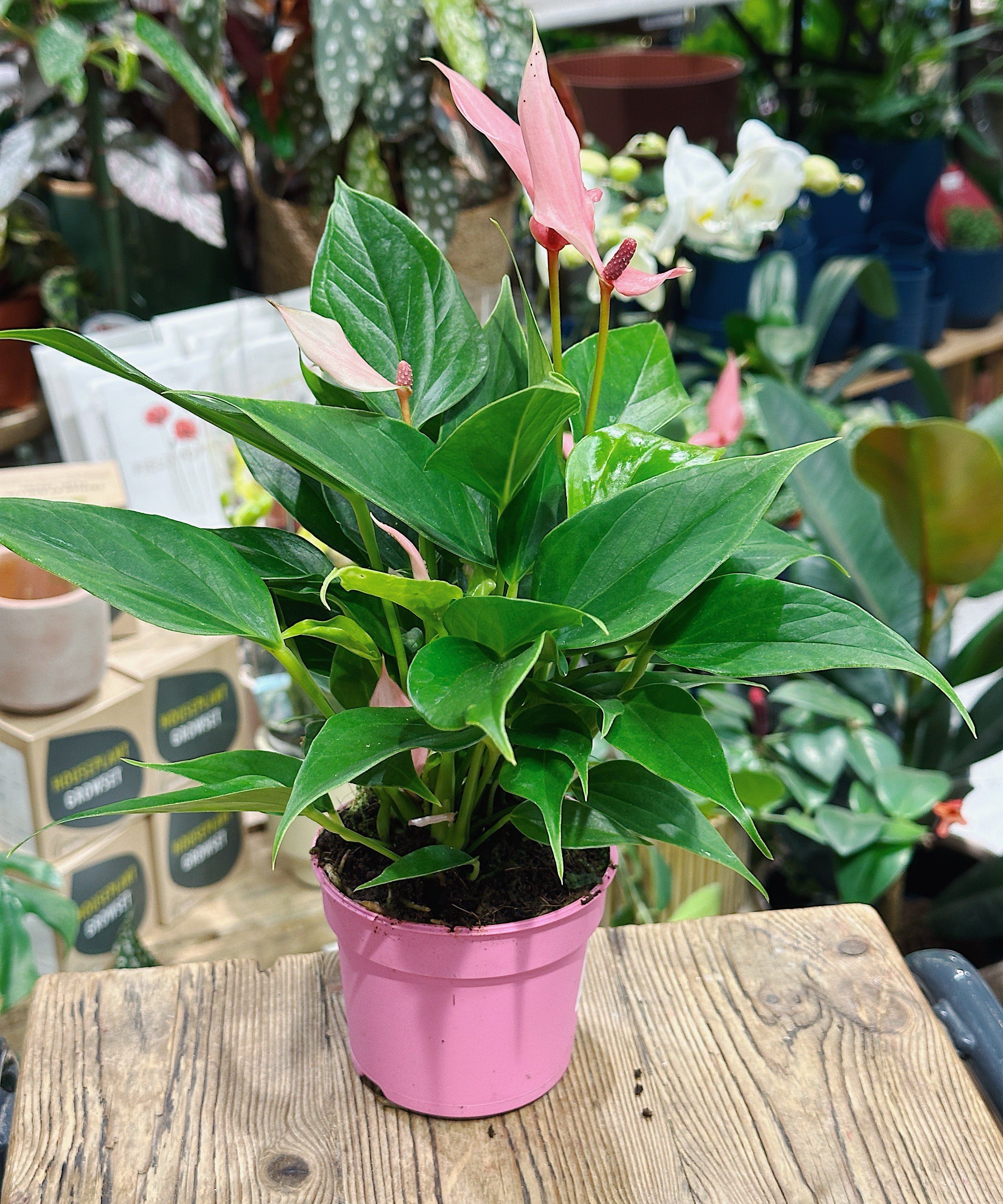 anthurium-lilli1.jpg