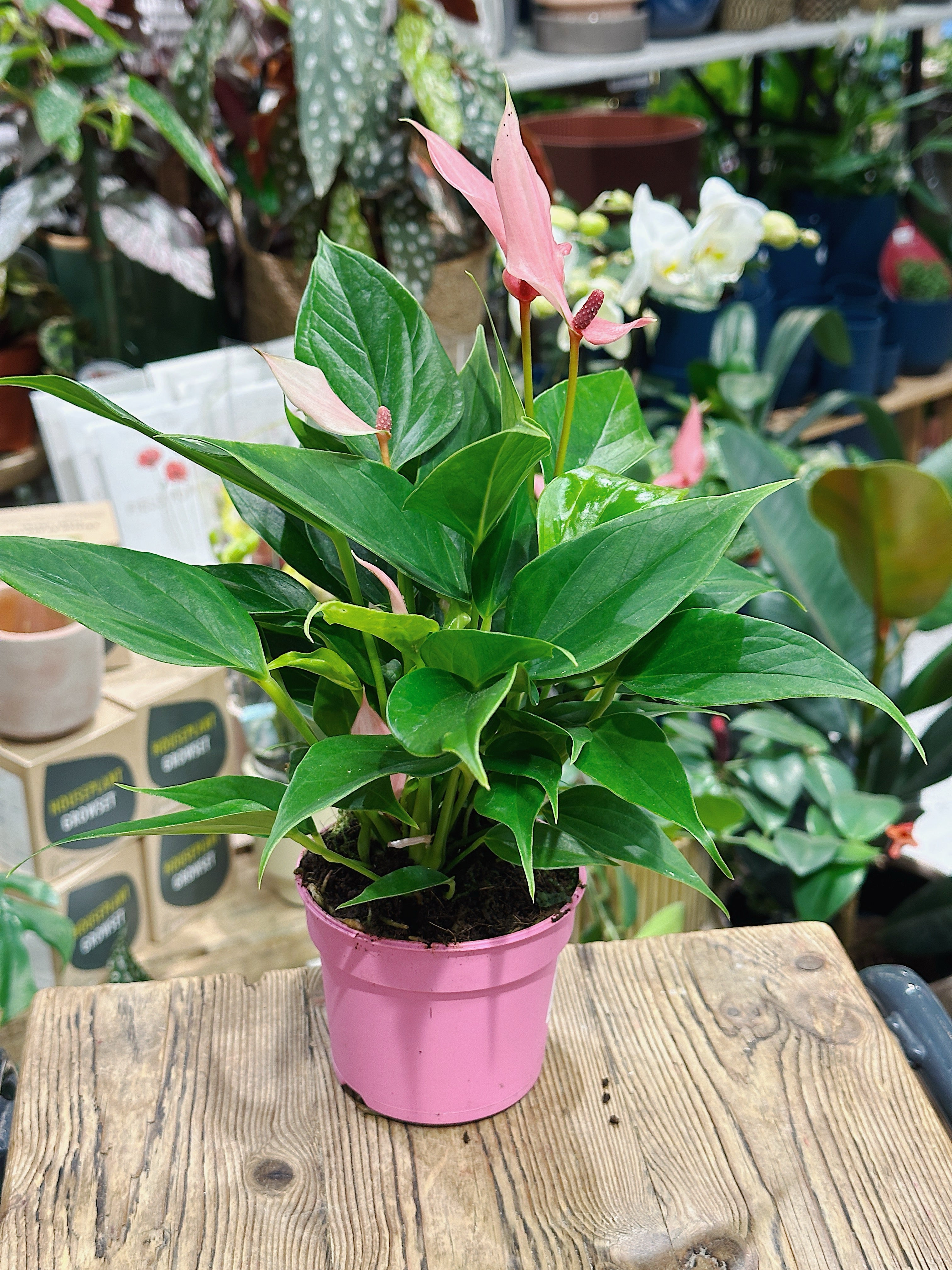 Anthurium andr 'Lilli' | Flamingo Flower