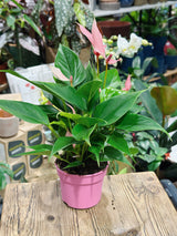 Anthurium andr 'Lilli' | Flamingo Flower