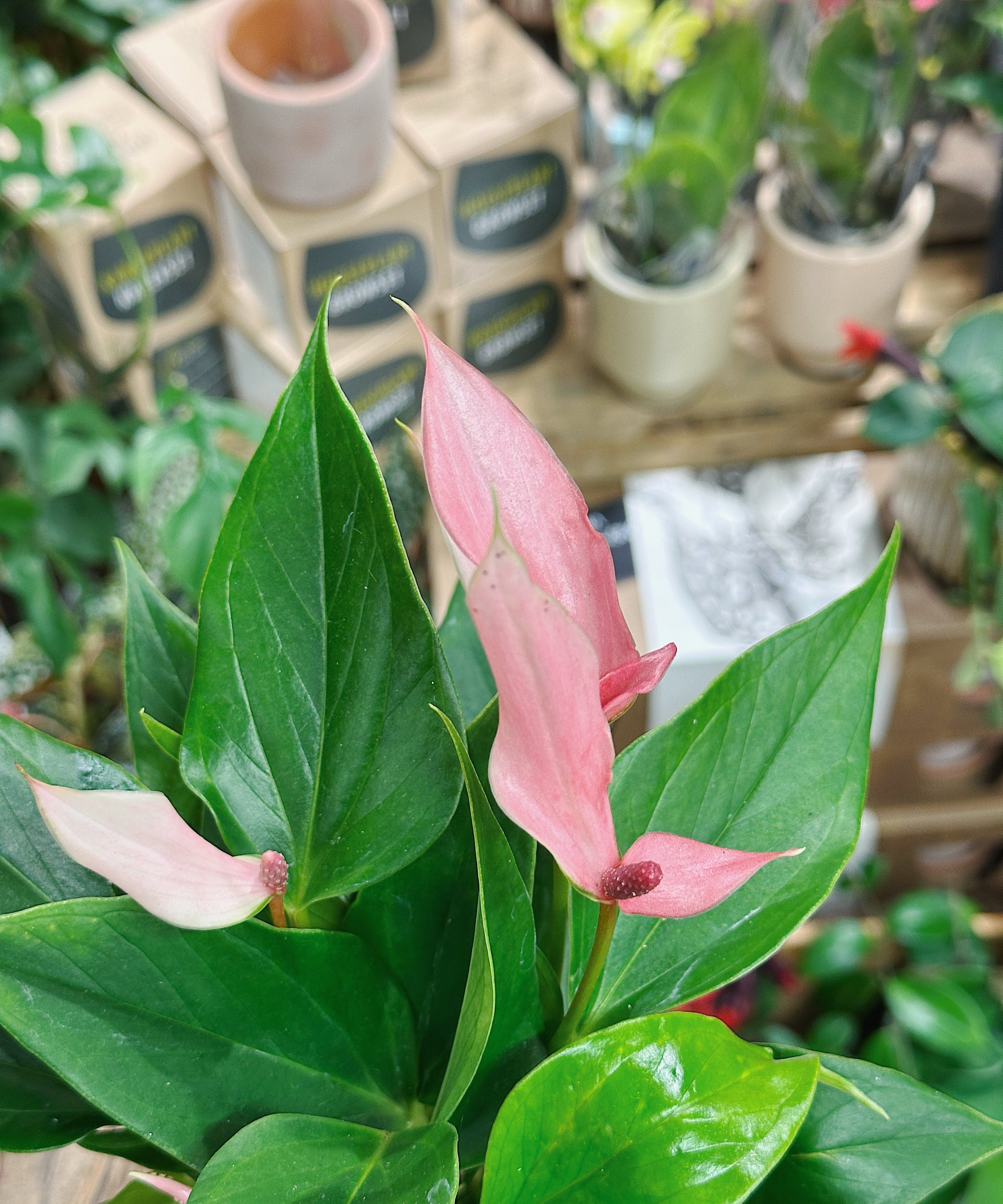 anthurium-lilli2.jpg