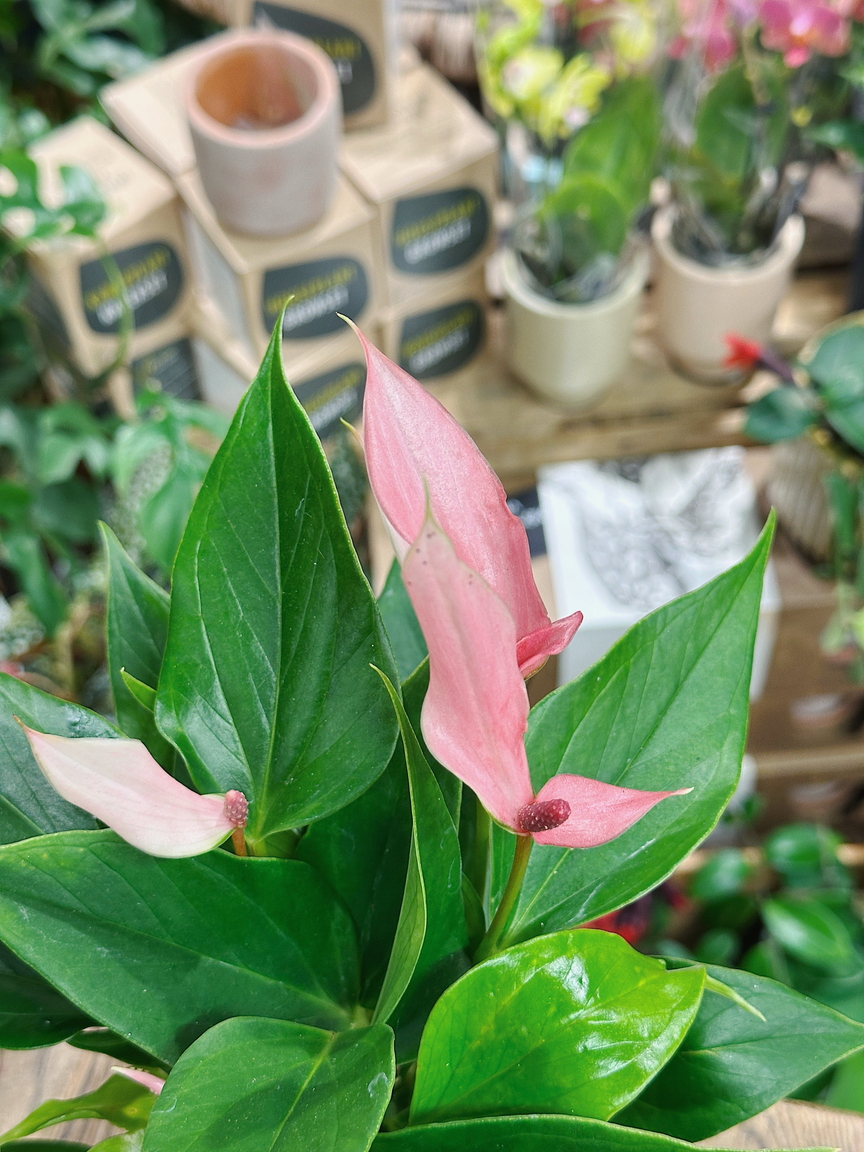 Anthurium andr 'Lilli' | Flamingo Flower