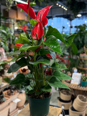 A potted Anthus hybrida (red flamingo plant) with bright red spatels and glossy green leaves, sitting on a wooden table in a busy indoor plant nursery or greenhouse.