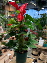 Flamingo Flower | Anthurium andraeanum Melodia 'Ibis', red spathes on glossy foliage