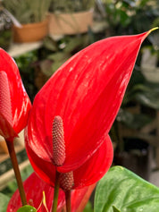 Flamingo Flower | Anthurium andraeanum Melodia 'Ibis', red spathes on glossy foliage