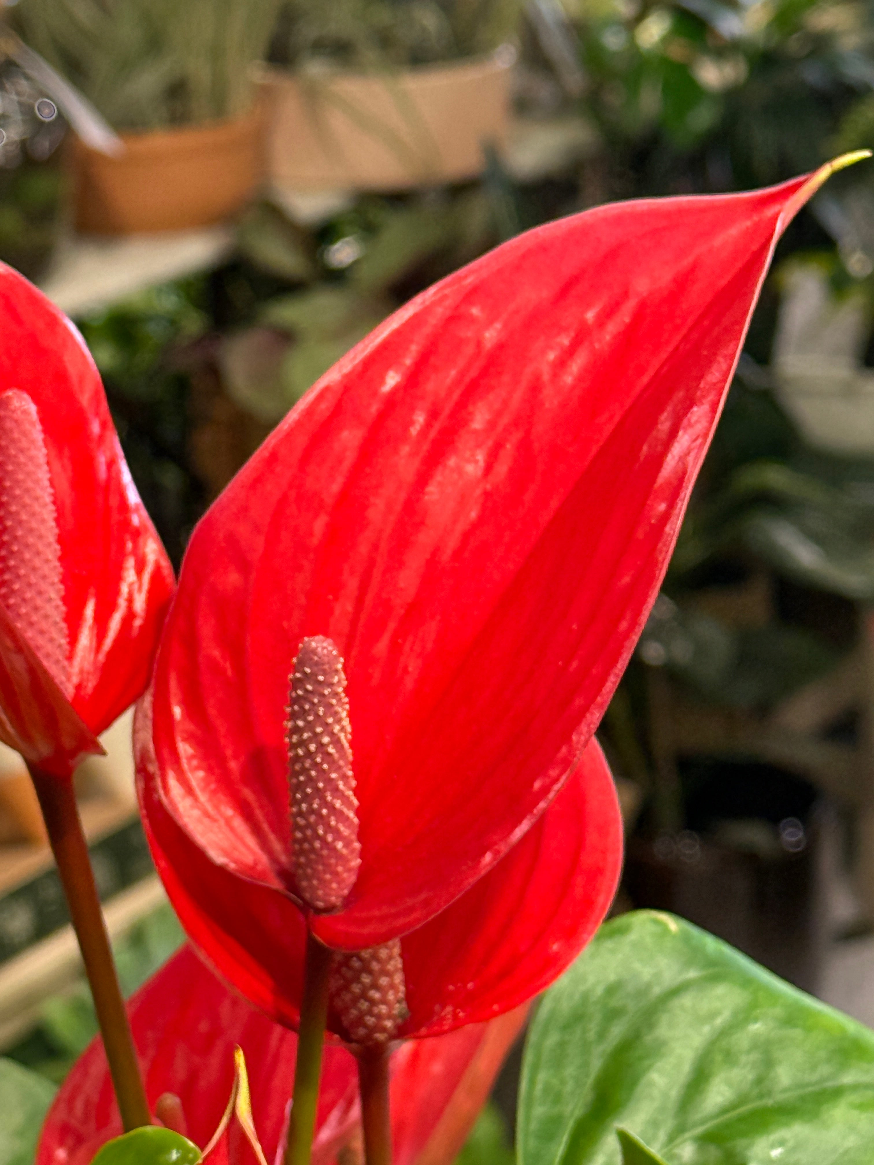 Flamingo Flower | Anthurium andraeanum Melodia 'Ibis', red spathes on glossy foliage