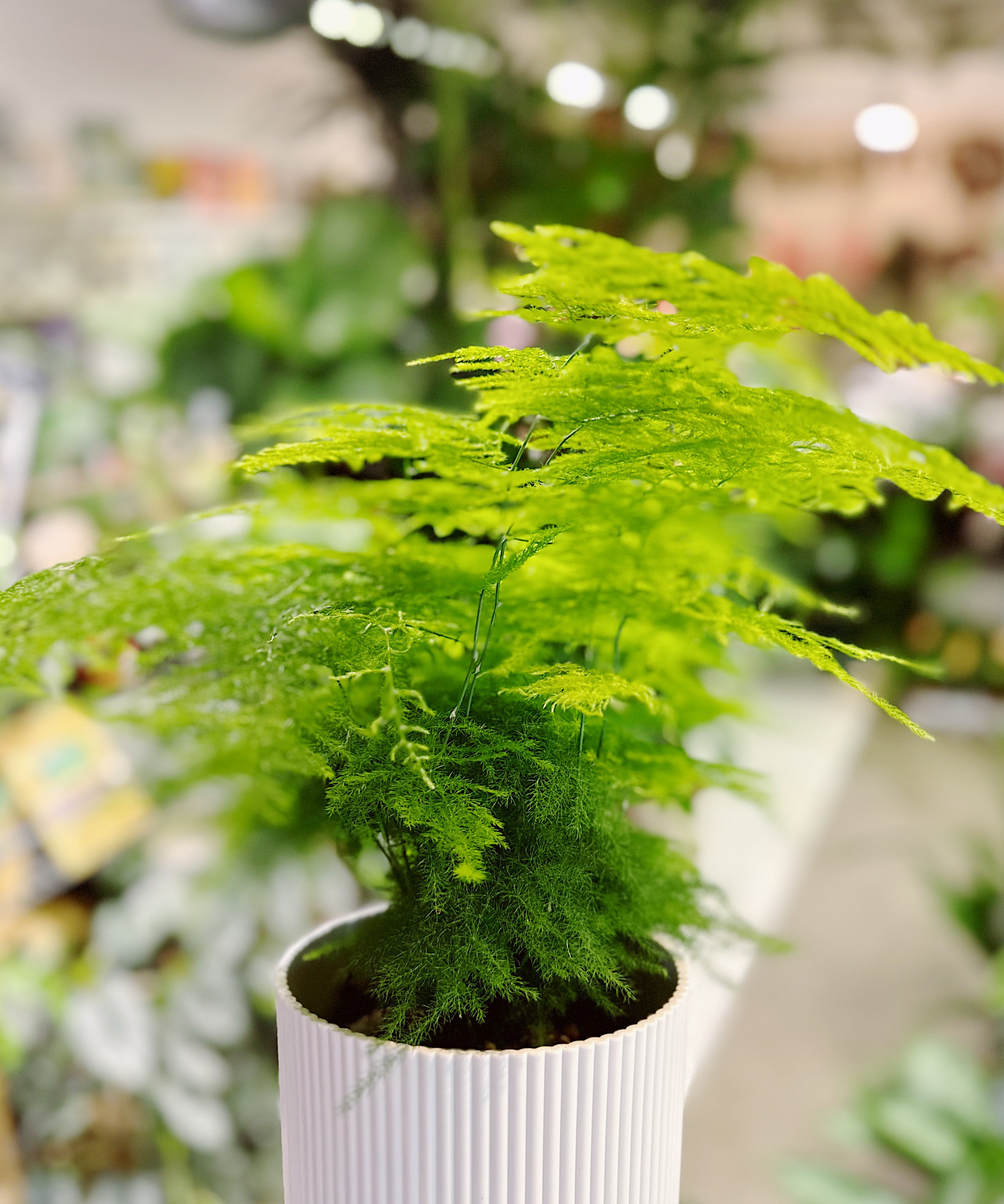 asparagus-fern.jpg