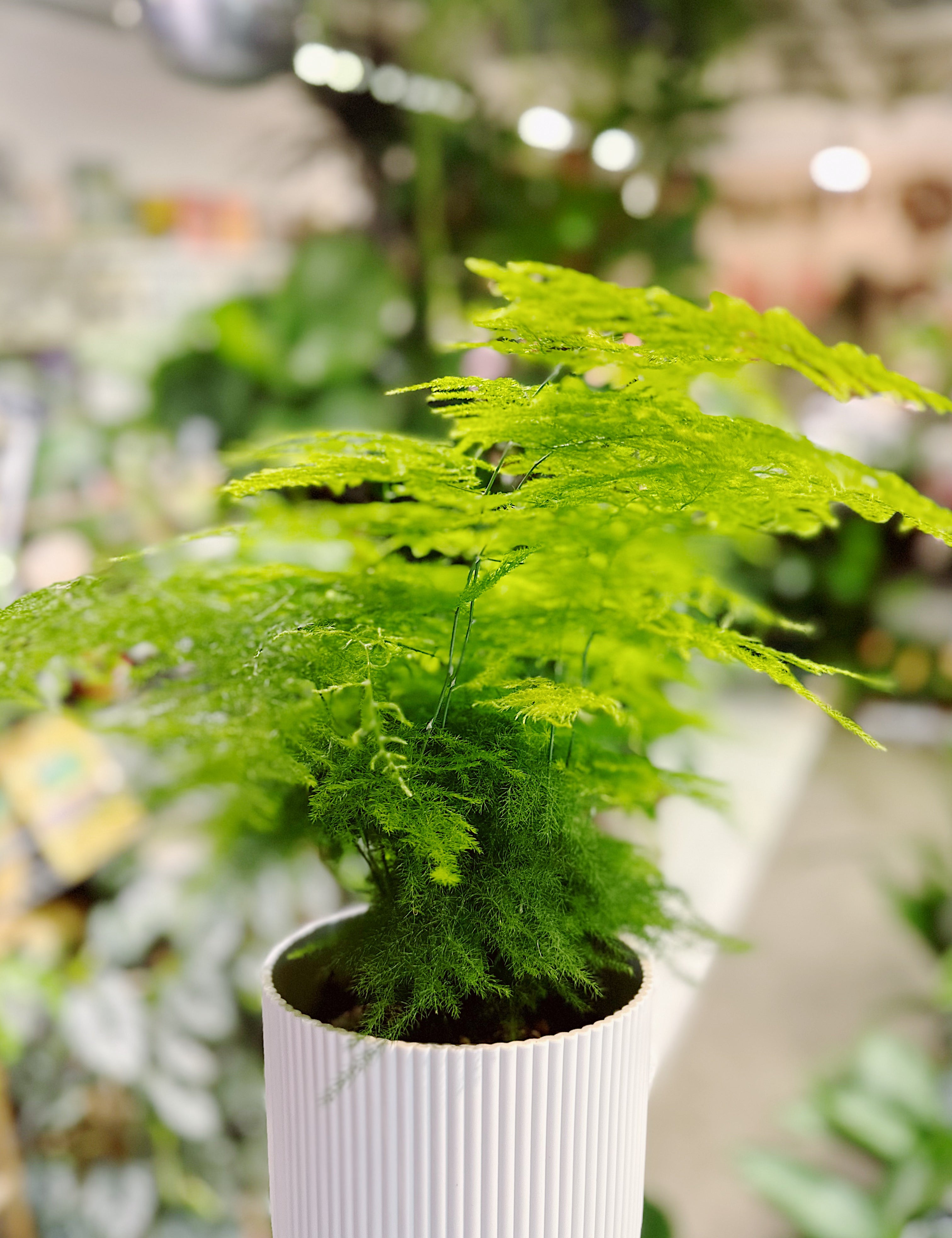 Easy Care Houseplants