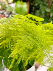 Asparagus Fern | Asparagus Setaceus 'Plumosus'