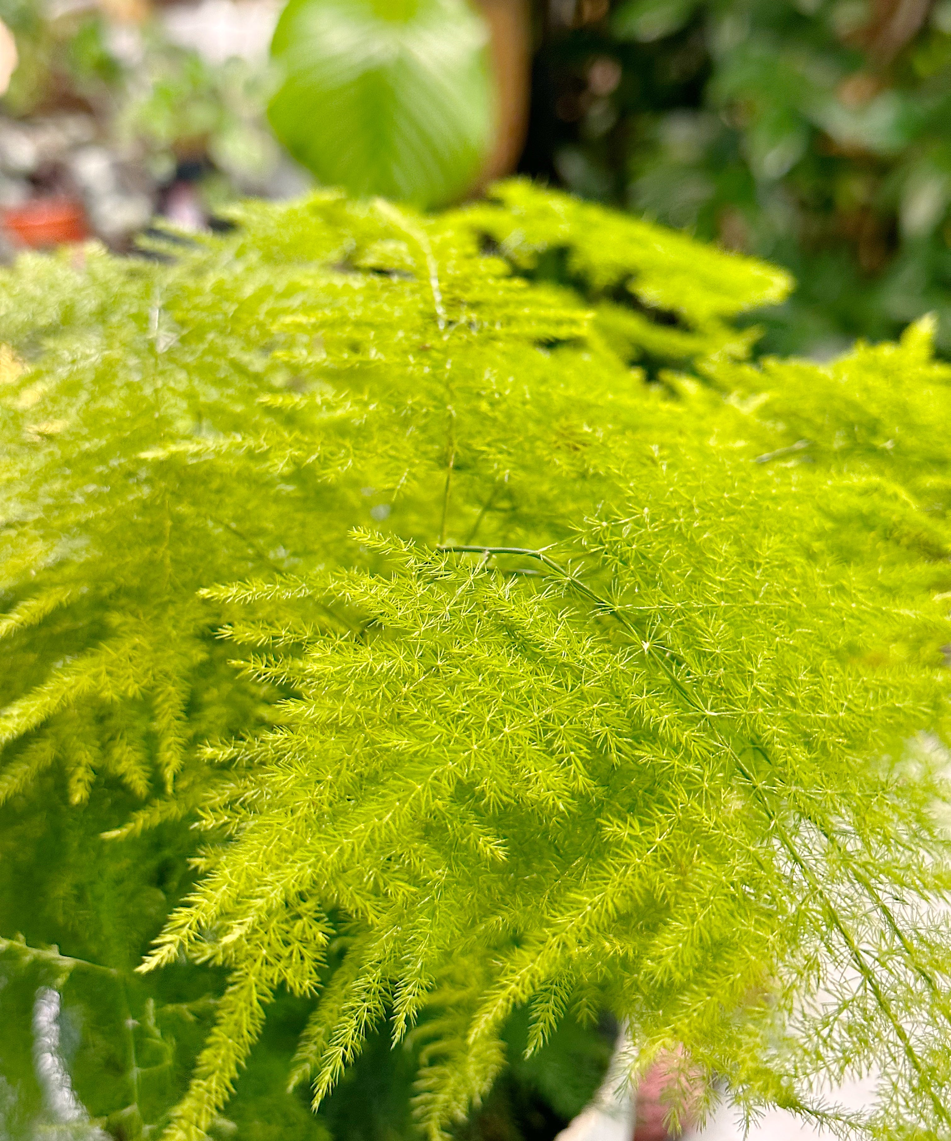 asparagus-fern1.jpg