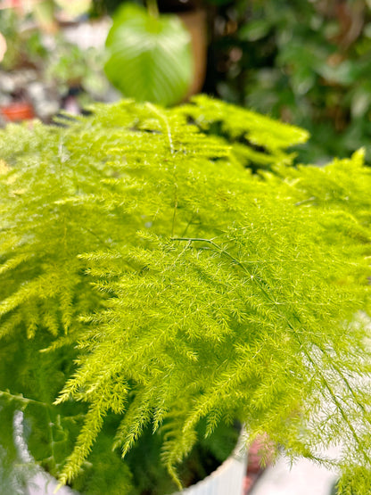 Asparagus Setaceus