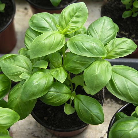Herb Mix Seed Tin