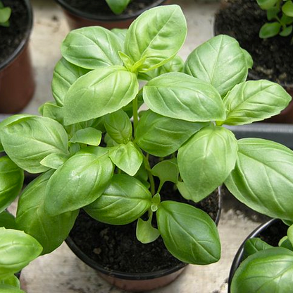 Herb Mix Seed Tin