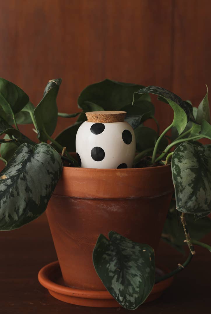 Pepin black dot olla plant waterer, further view