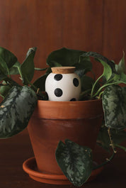 Pepin black dot olla plant waterer, further view